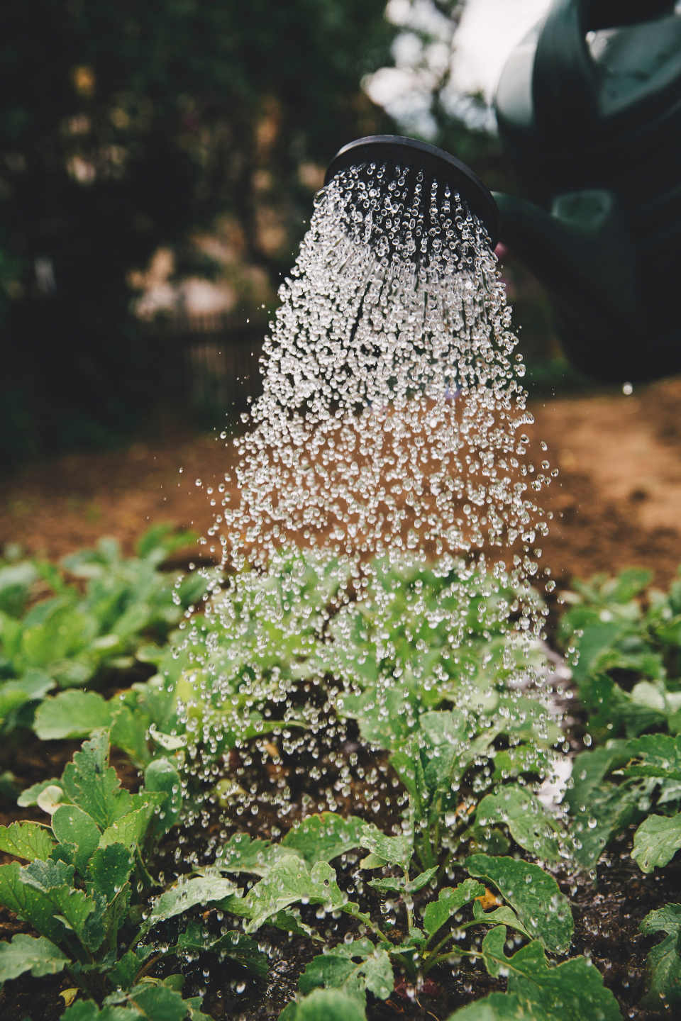 A lot of water is also wasting when watering gardens 